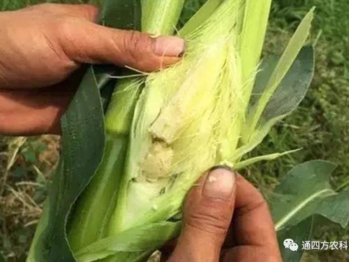 ���׶d���c�՗U��ԭ����